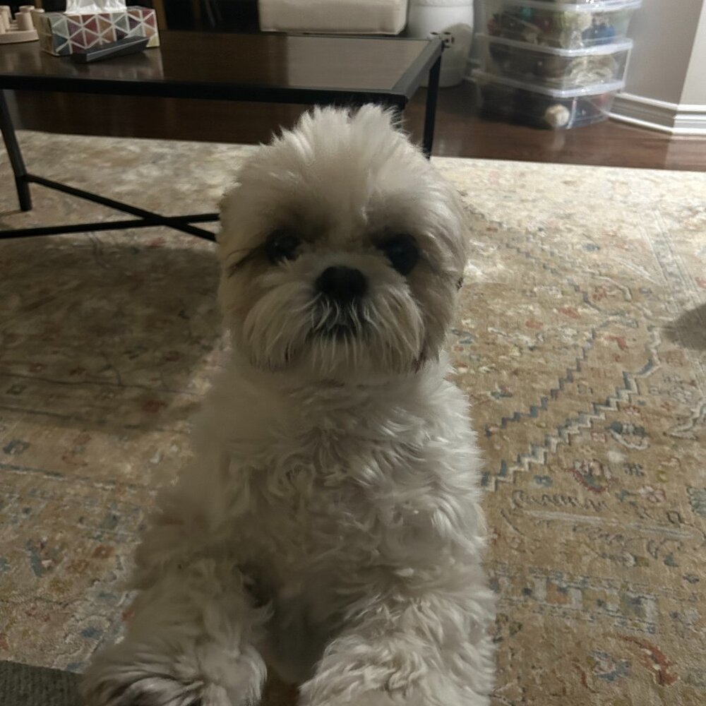 Meet your Posher, Hana